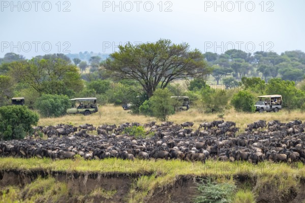Wildebeest (Connochaetes taurinus), migrating herd of wildebeest, safari vehicles behind, Great Migration at the Mara River, Serengeti National Park, Tanzania
