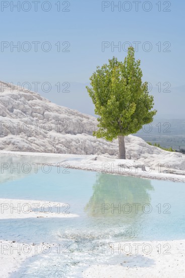 A stunning single green tree set against the unique landscape of the mineral rich thermal Travertine Terraces of Pamukkale in western Turkey