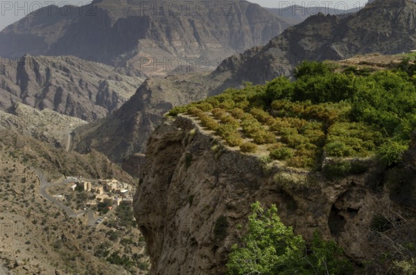 The green mountains called Jebel Akhdar of the Hajar mountain range, the harsh interior of Oman, home of traditional rose harvesting and fruit farming