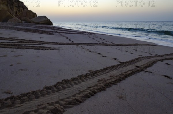 The tracks of Sea Turtles leading towards the Arabian Gulf at sunrise, Ras Al-Jinz Oman