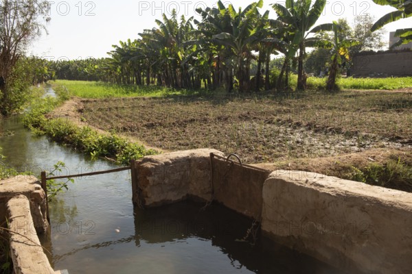 Irrigation channels and canals bringing water from the River Nile to feed plants and water intensive crops of bananas on a farm in Upper Egypt