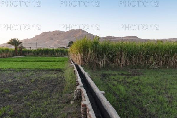 An Egyptian farm irrigation system to channel water from the River Nile to sugar cane plantations in rural Upper Egypt