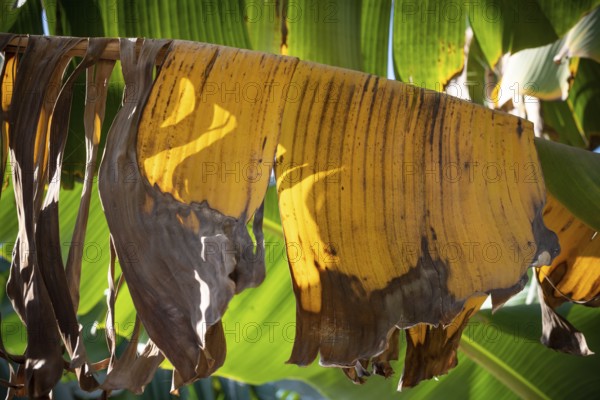 Yellow dead leaves of a banana plant, water intensive crops growing in plantations along the River Nile in Egypt are suffering due to climate change and water scarcity. Africa