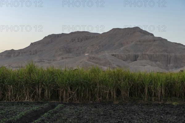 Sugarcane plants growing on a farm in the desert of the west bank of the Nile in Upper Egypt