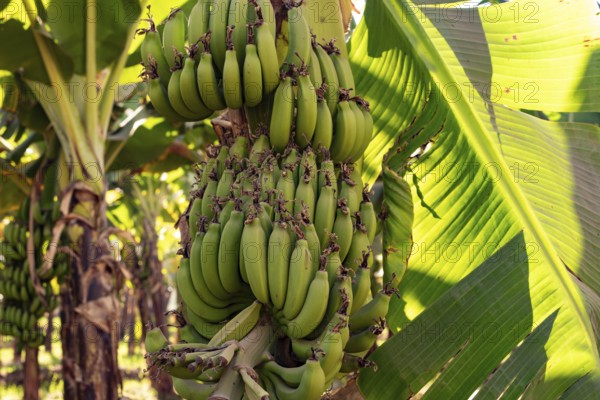 Green banana plants growing on a farm along the River Nile in Upper Egypt, the fruit is a water intensive crop in a water poor region of Africa