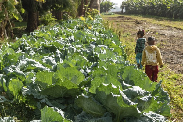 Cabbages growing on a small holding farm beside the River Nile in Upper Egypt. Agriculture in rural Egyptian villages is at risk of climate change and water security issues