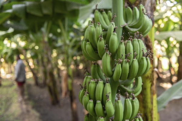 Green bananas growing on an Egyptian Nile side village in Upper Egypt. Agriculture in rural Egyptian villages is at risk of climate change and water security issues