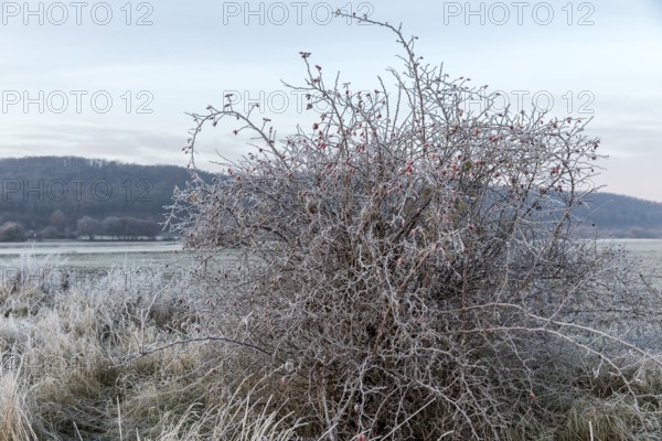 Hoarfrost on a shrub of a dog rose (pink) with rose hips, Saxony, Germany