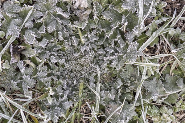 Hoarfrost on every plant creates pattern and structure, winter weather