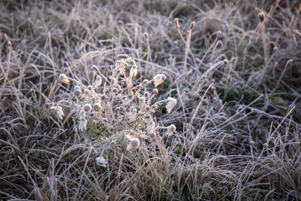 Wintery morning mood, Elbe meadows with hoarfrost, Coswig, Saxony, Germany