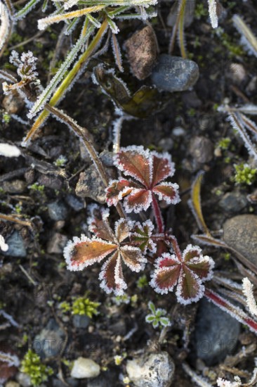 Hoarfrost on every plant creates pattern and structure, winter weather