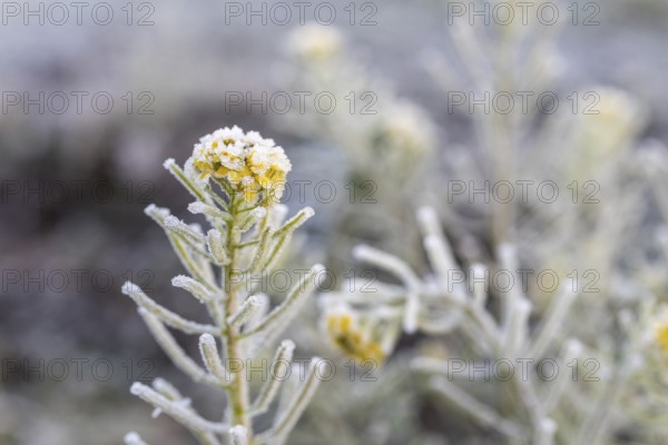 Single rapeseed flower (brassica napus) with hoar frost on a winter morning