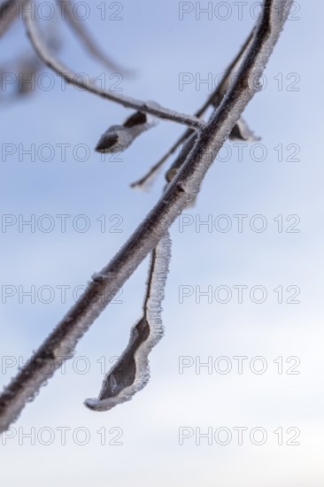 Branch and last leaf covered with hoarfrost