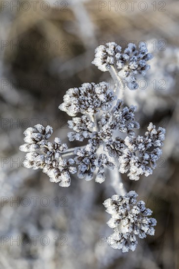Common meadow yarrow (Achillea millefolium) covered with hoar frost in the winter morning light