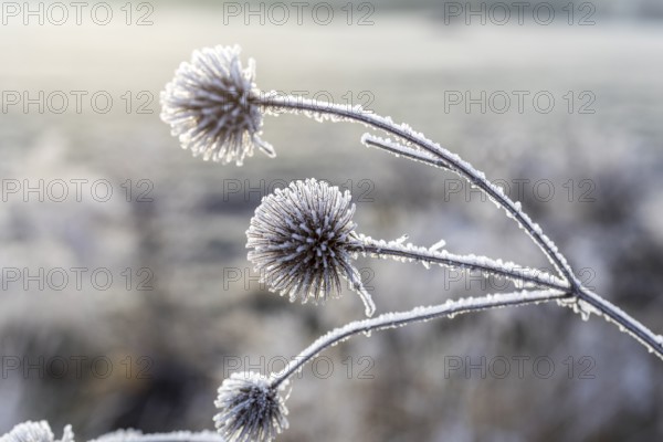 Seed heads of Greater burdock (Arctium lappa) covered with hoar frost, winter morning