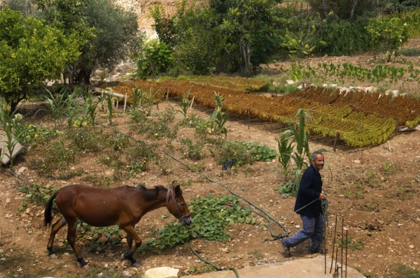 Tyre, Lebanon. July 16th 2010 A Lebanese farmer leads his horse through his tobacco field, southern Lebanon