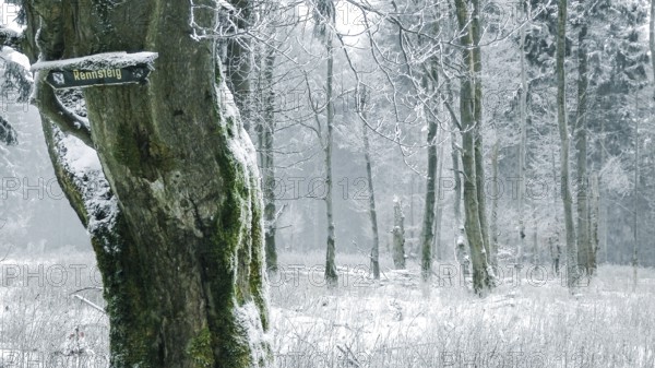 Snow-covered trees with Rennsteig signs on a tree in the winter forest convey a quiet and mystical atmosphere, hiking on the Rennsteig, Thuringian Forest nature park Park