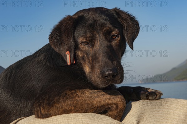 Cute black Puppy, one of the thousands of streets dogs in Turkey that has a red ear tag to indicate it has been neutered, TNR, Trap, Neuter, Return is recognised by animal welfare charities around the world