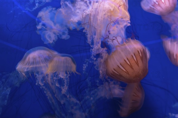 Jellyfish drift smoothly through the dark blue water of an aquarium, their translucent bells and long, flowing tentacles creating a surreal and calming marine life scene