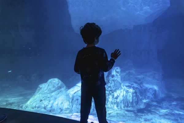 Young boy stands in silhouette, pressing his hand against the glass of a large aquarium tank, exploring the captivating blue underwater world filled with rock formations and soft sand