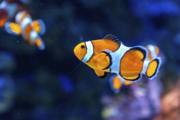 Clownfish with vibrant orange and white stripes gracefully swimming underwater, showcasing the colorful marine life and ecosystem found in an ocean aquarium environment