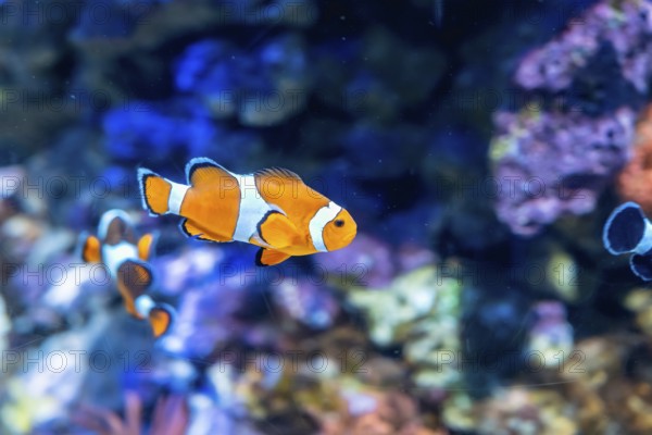 Clownfish with vibrant orange and white stripes gracefully swimming in a marine aquarium, surrounded by blurred colorful corals and rocks, showcasing tropical ocean life