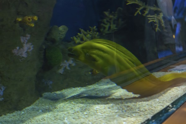 Green moray eel, gymnothorax funebris, moving through an artificial coral reef environment inside a public aquarium, showcasing marine life and underwater ecosystems