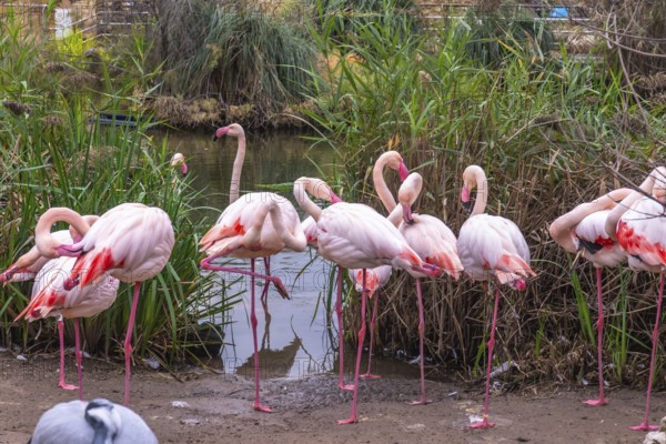 Pink flamingos are standing near the shallow edge of a pond, displaying their characteristic plumage and long legs amidst lush green reeds in a wetland environment