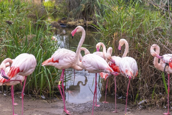 Flock of pink flamingos standing by the edge of a pond, some preening feathers and others looking around amongst tall green reeds reflecting on the water