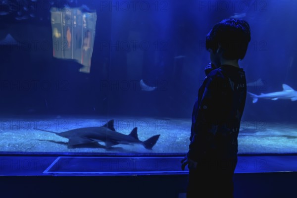 Young boy silhouette gazes in wonder at sawfish, shark and stingrays gliding through a deep blue public aquarium tank, a quiet moment of marine discovery and learning