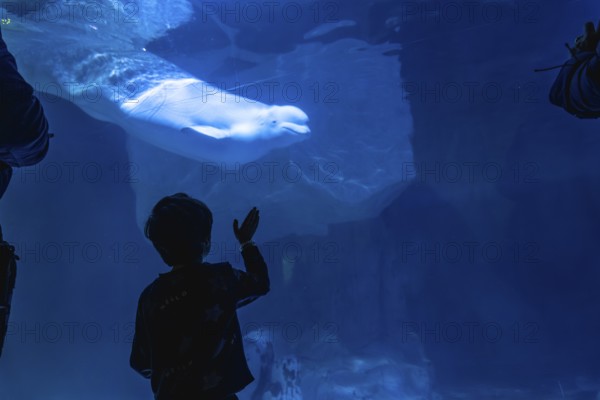 Young child observing a large beluga whale swimming gracefully in a dark blue underwater environment, expressing wonder and curiosity about marine life in the public aquarium