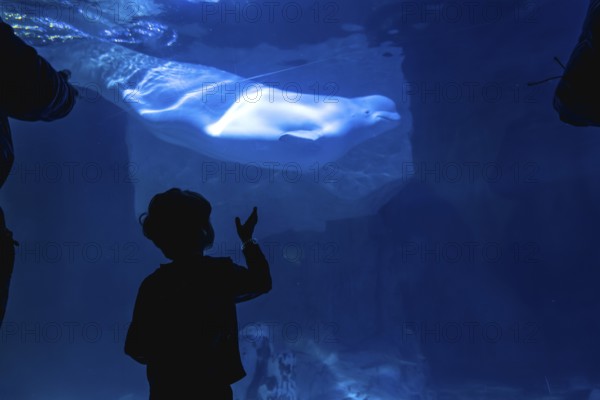 Child's silhouette reaching out to a beluga whale swimming in a large underwater exhibition tank, highlighting childhood wonder, marine life, and educational discovery
