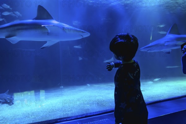 Young boy, viewed from behind, pointing at sharks and other marine life swimming within a vast underwater exhibition, showcasing childhood wonder and ocean exploration