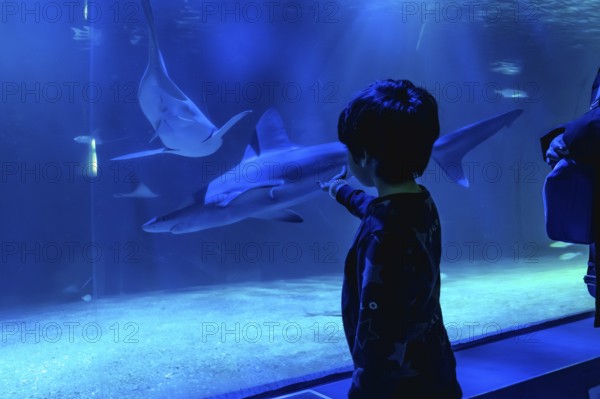 Young child observing and pointing at sharks swimming in a large aquarium tank, feeling wonder and learning about diverse marine life in a captivating blue underwater environment