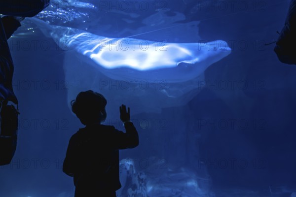 Young child observing a bright beluga whale swimming in a large aquarium tank, back lit and silhouetted against the blue water, engaging with marine life during a visit