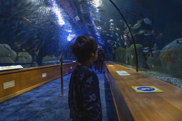 Young boy standing in a glass tunnel, observing fish swimming around him in a large public aquarium, reflecting on marine life and underwater exploration