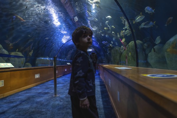 Young boy standing in a vibrant blue underwater tunnel at an aquarium, looking up with wonder at the diverse tropical marine fish swimming overhead, experiencing a sense of awe and discovery