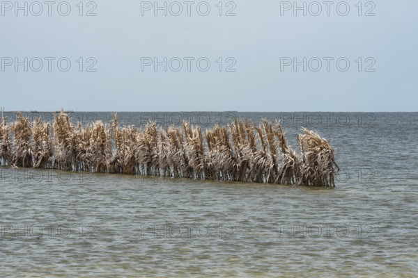 Fishing traps used by Kerkennah fishermen, a unique method of catching fish using sustainable techniques, part of Tunisian intangible heritage. Tunisia, North Africa