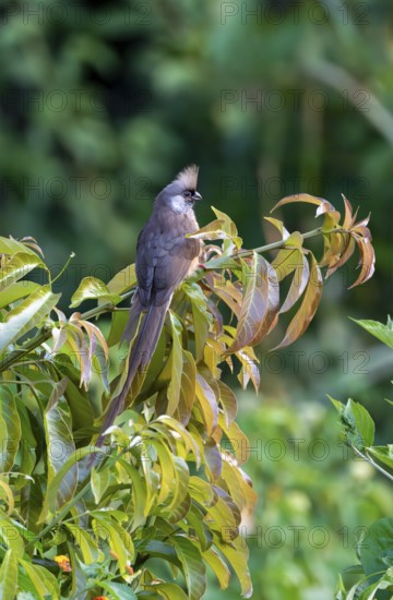 Brown-winged Mousebird (Colius striatus kiwuensis) sitting on a branch, Bigodi, Western Region, Uganda