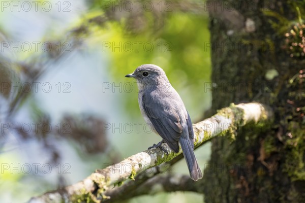 Mountain Drongo Flycatcher (Melaenornis fischeri), bird sitting on a branch, Rushaga, Western Region, Uganda