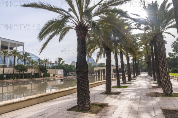 Palm trees lining a paved path in the turia gardens park, with the iconic palau de la musica building and a reflective pool creating a serene urban landscape in valencia, spain
