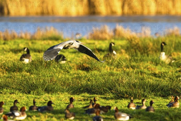 Grey Heron, Ardea cinerea, bird in winter on marshes in winter soft morning light