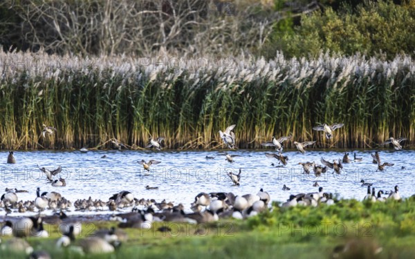 Northern Pintail, Anas acuta, Birds in flight over marshes