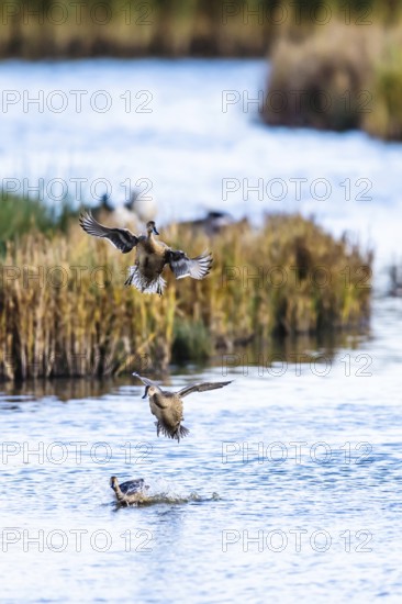 Northern Pintail, Anas acuta, Birds in flight over marshes