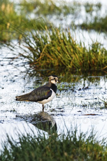 Northern Lapwing, Vanellus vanellus, bird on marshes