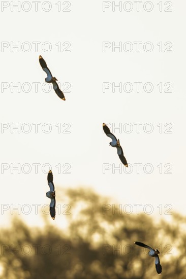 Northern Lapwing, Vanellus vanellus, birds in flight over marshes