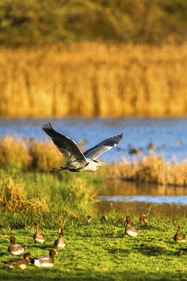 Grey Heron, Ardea cinerea, bird in winter on marshes in winter soft morning light