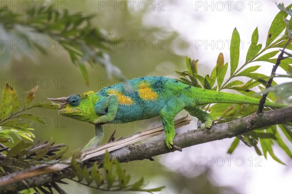 Three-horned chameleon (Trioceros jacksonii), male, between leaves on a branch, Bwindi Impenetrable Forest National Park, Uganda