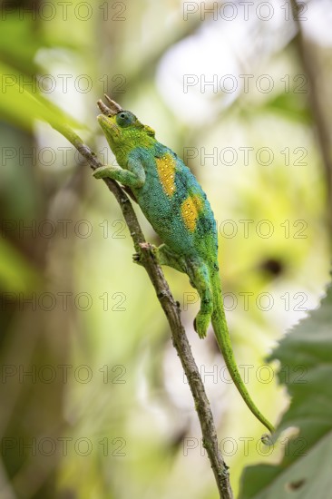 Three-horned chameleon (Trioceros jacksonii), male, between leaves on a branch, Bwindi Impenetrable Forest National Park, Uganda