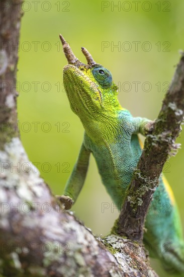 Three-horned chameleon (Trioceros jacksonii), male, on a branch, Bwindi Impenetrable Forest National Park, Uganda